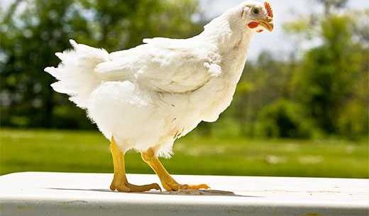 عکس اسکلت مرغ عشق