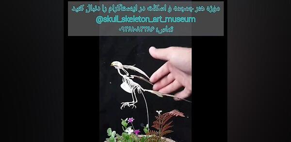 عکس اسکلت مرغ عشق
