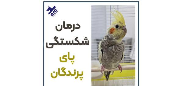 عکس اسکلت مرغ عشق