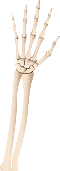 عکس اسکلت با لباس