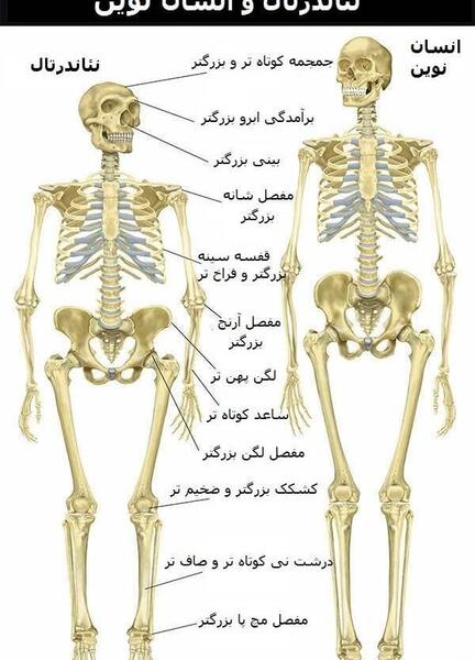 عکس اسکلت آدم واقعی