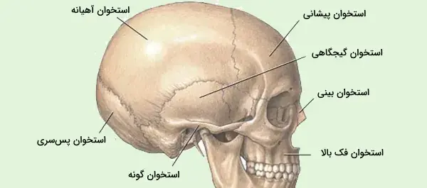 عکس اسکلت آدم واقعی