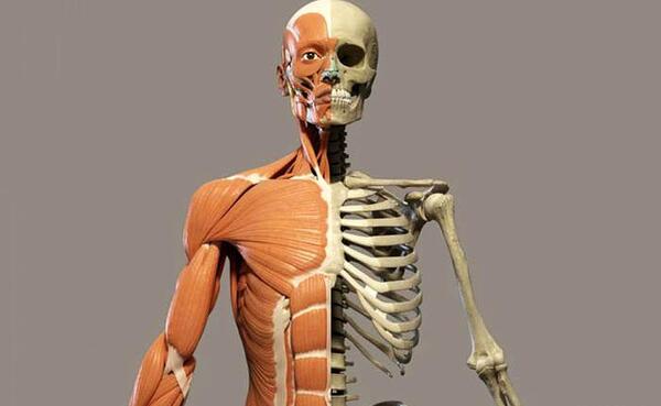عکس اسکلت آدم واقعی