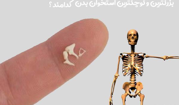 عکس اسکلت بدن انسان کلاس پنجم
