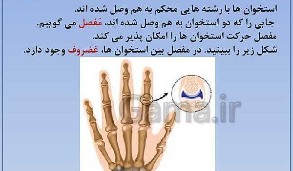 عکس اسکلت بدن انسان کلاس پنجم