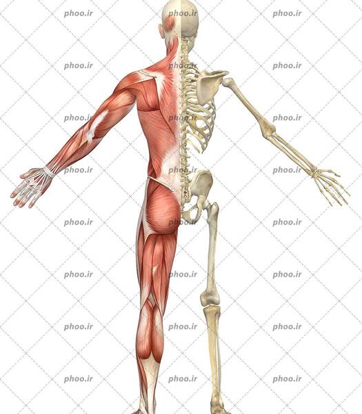عکس اسکلت بدن برای نقاشی