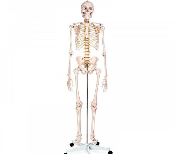 عکس اسکلت کامل بدن