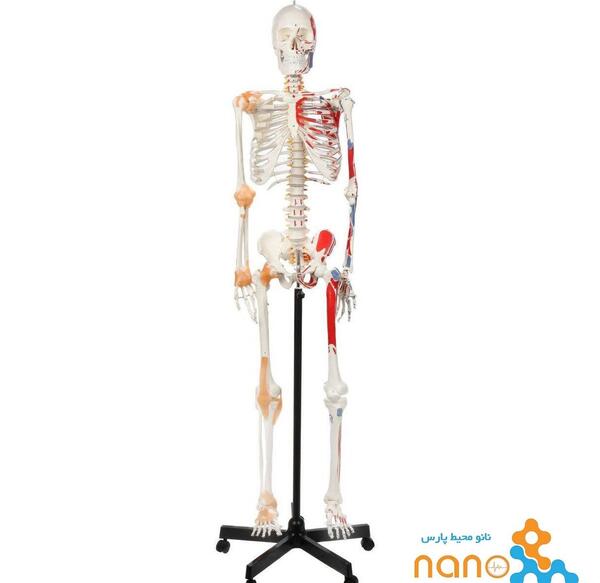 عکس اسکلت کامل بدن