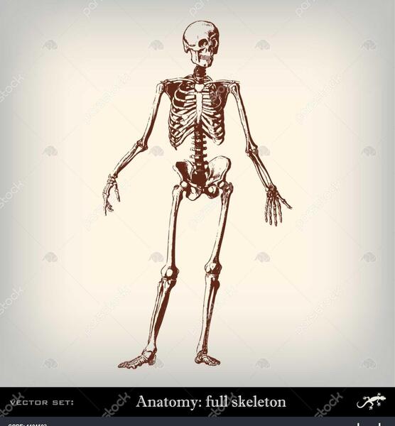 عکس اسکلت کامل بدن