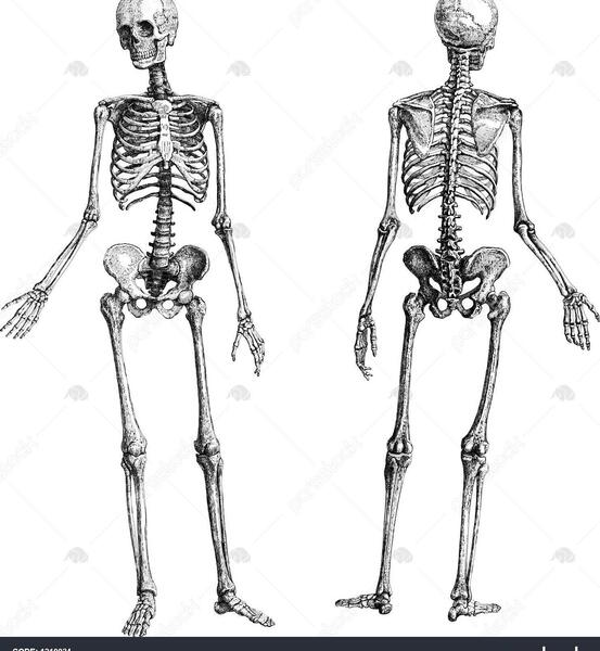 عکس نقاشی اسکلت کامل