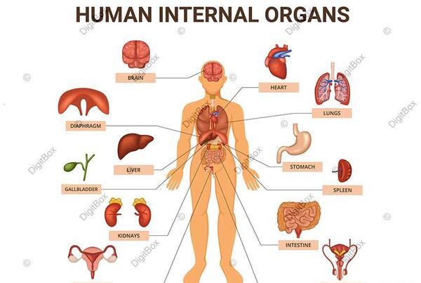 عکس اسکلت انسان کارتونی