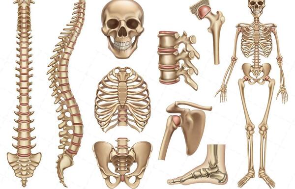 عکس اسکلت بدن کارتونی