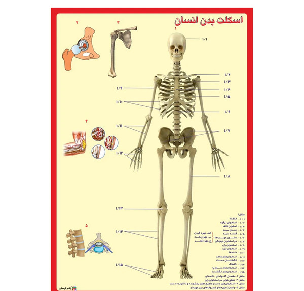 عکس اسکلت انسان کودکانه