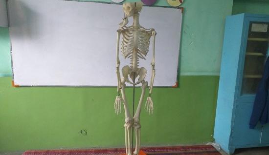 عکس اسکلت علوم کلاس پنجم