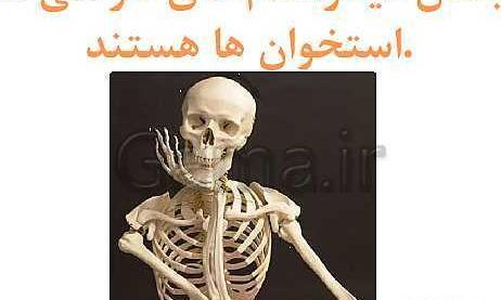 عکس اسکلت علوم کلاس پنجم