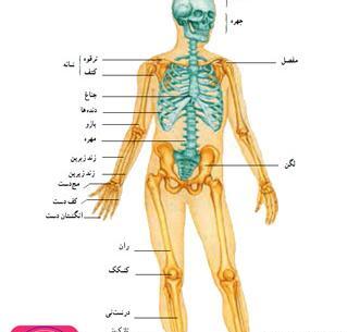 عکس اسکلت علوم کلاس پنجم