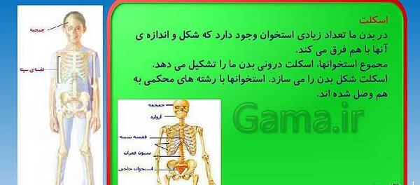 عکس اسکلت علوم کلاس پنجم
