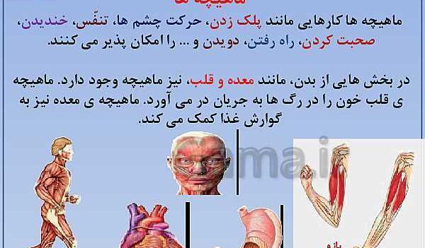 عکس اسکلت علوم کلاس پنجم