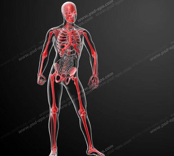 عکس اسکلت برای علوم