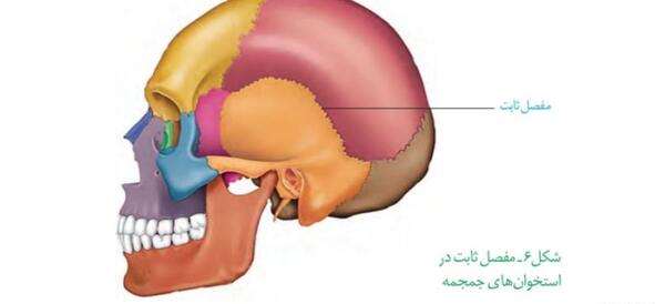 عکس اسکلت برای علوم