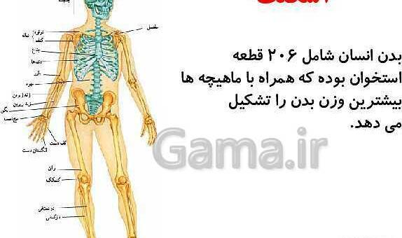 عکس اسکلت درس علوم
