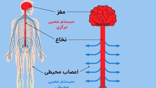 عکس اسکلت درس علوم