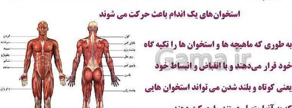 عکس اسکلت درس علوم