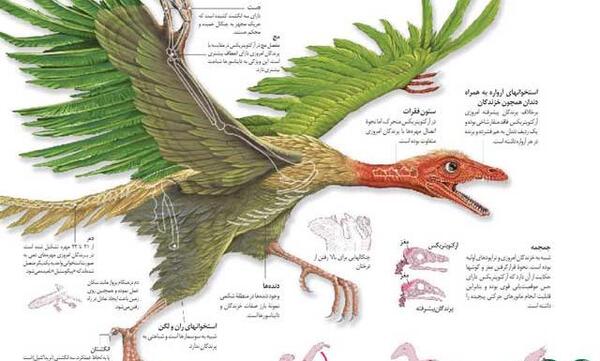 عکس اسکلت دایناسور پرنده