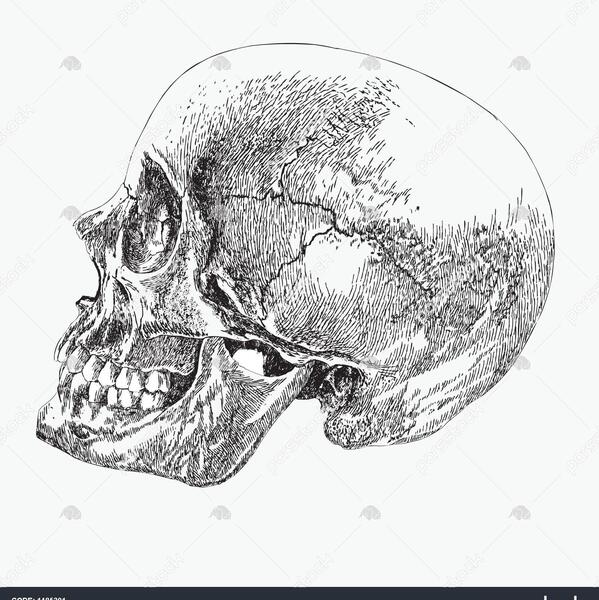 عکس اسکلت سر برای نقاشی