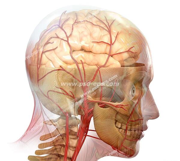 عکس اسکلت سر آدم