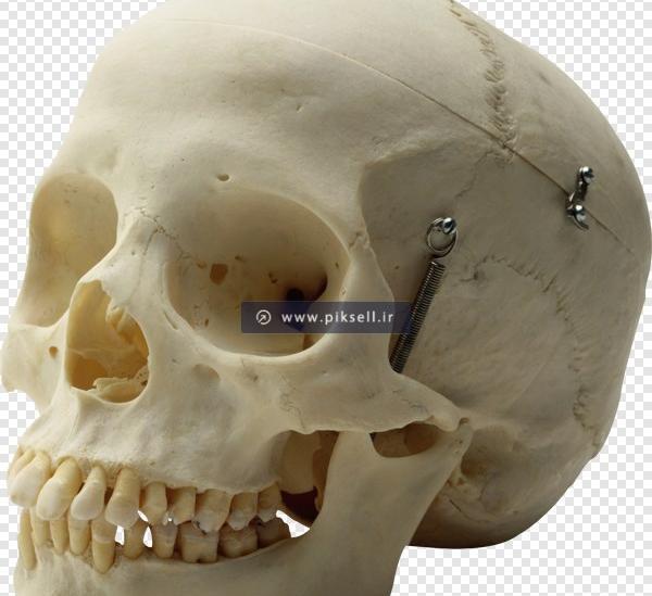 عکس اسکلت سر آدم