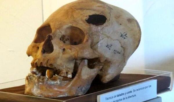 عکس اسکلت سر گوسفند