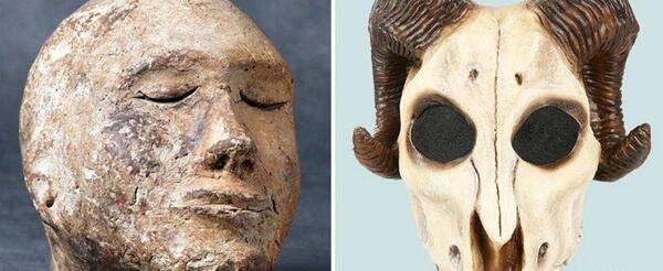 عکس اسکلت سر گوسفند