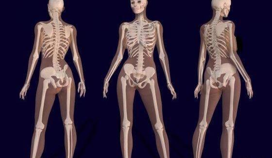 عکس اسکلت انسان برای طراحی