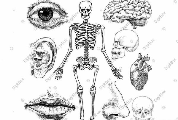 عکس اسکلت ساده نقاشی