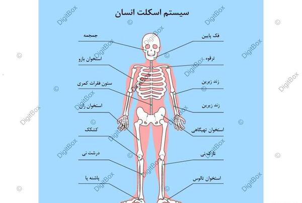 عکس صورت اسکلت ساده