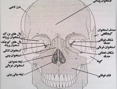 عکس اسکلت صورت آدم