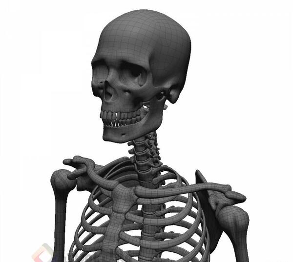عکس اسکلت صورت آدم