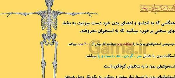 عکس اسکلت دست کلاس پنجم