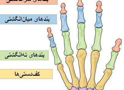 عکس اسکلت دست کلاس پنجم