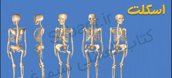 عکس اسکلت دست کلاس پنجم
