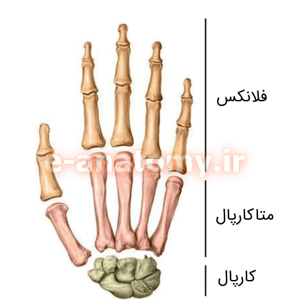 عکس اسکلت دست کلاس پنجم