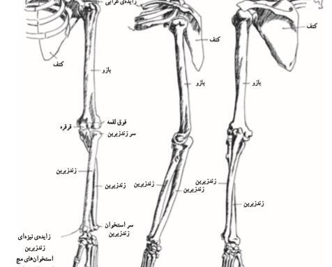 عکس نقاشی اسکلت روی دست