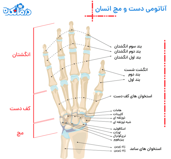 عکس اسکلت دست راست انسان