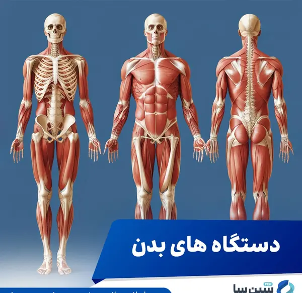 عکس اسکلت دست راست انسان