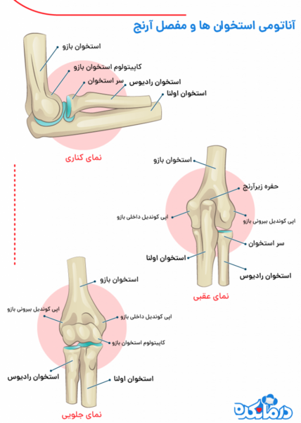 عکس اسکلت دست راست انسان