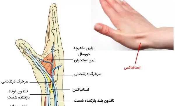 عکس اسکلت دست راست انسان