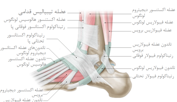 عکس اسکلت پای چپ