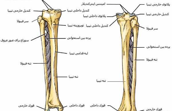 عکس اسکلت پای چپ