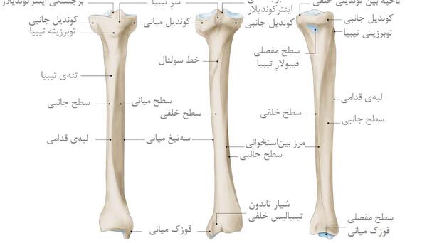 عکس اسکلت پای چپ
